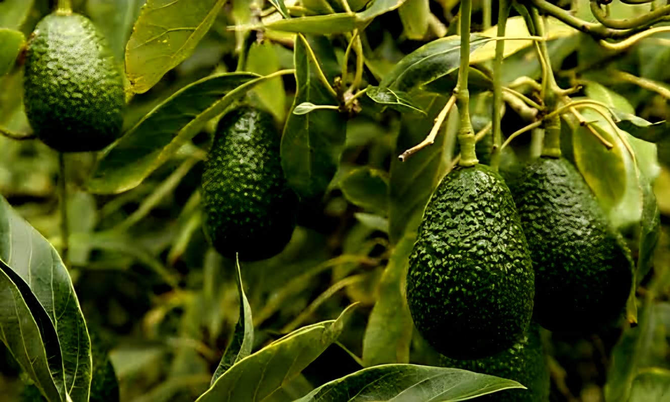 INVERSIONES & SERVICIOS ALTA VISTA S.R.L.